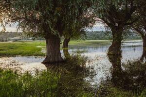 Landschaft von ein überflutet Wiese mit Bäume im das Vordergrund. Bäume im das Wasser folgenden das Flut wie ein Ergebnis von global Erwärmen. foto