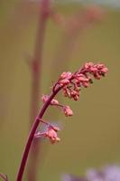 rosa Zweig mit kleinen Knospen foto
