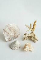 Muscheln ästhetisch. Koralle und Meer Schale minimalistisch immer noch Leben. foto