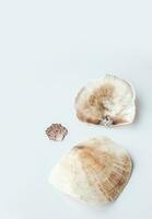 Muscheln ästhetisch. minimalistisch immer noch Leben von Meer Muscheln. foto