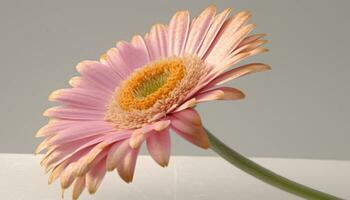 Makro Fokus auf Single Gerbera Gänseblümchen blühen im beschwingt Rosa generiert durch ai foto