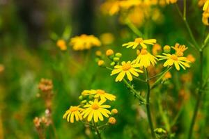 Gruppe von Gelb Gänseblümchen Blume im Park und verschwommen Hintergrund. foto