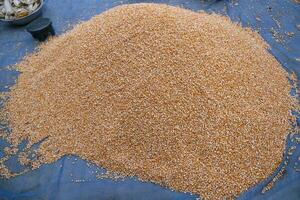 ein Landwirtschaft Konzept im Stapel Mais Saat foto