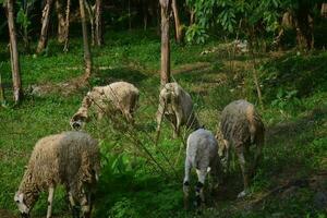 Tiere bereit zum schlachten während eid al-adha. Opfern oder Opfern Tag auf eid al-adha im Indonesien. foto