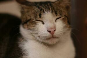 Vorderseite Aussicht von süß schön Katze Schlafen im ihr Träume foto