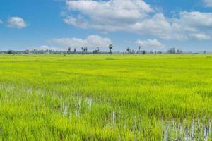 Grünes Paddy-Reisfeld unter blauem Himmel im ländlichen Gebiet von Thailand