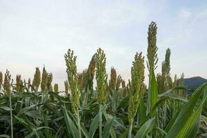 Sorghum im Feld foto