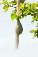 Baya-Webervogelnest foto