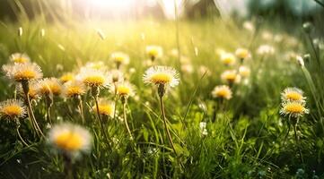 Kamille Feld Blumen Grenze. schön Natur Szene mit Blühen medizinisch Kamille im Sonne aufflackern. Alternative Medizin Frühling Gänseblümchen. Sommer- Blumen. Sommer- Hintergrund. generiert ai foto