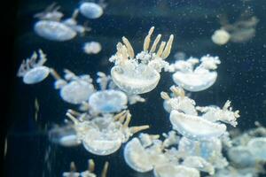 Vielfalt von Qualle im Aquarium Panzer. foto