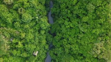 Fluss und Regen Wald Antenne Foto