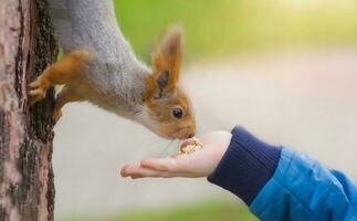 ein schön flauschige Eichhörnchen schnüffelt Nüsse, welche das Junge Hände zu ihr. fürsorglich, Fütterung und Pflege zum Tiere. foto