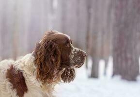 ein Spaniel Hund im ein schneebedeckt Winter Wald ging aus Jagd, wurden warnen und sieht aus voraus. das Ohren und Nase sind bedeckt im Schnee foto