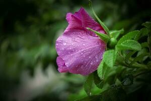 Nahansicht von wild Rosa Hagebutte blühen auf ein Busch mit Grün Blätter bedeckt im Regen Tropfen Seitenansicht auf dunkel Bokeh Hintergrund foto