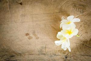 Champa-Blume auf Holzhintergrund foto