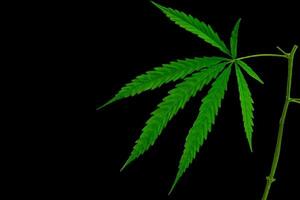 grünes Cannabisblatt der Heilpflanze foto