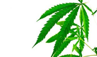 grünes Cannabisblatt der Heilpflanze foto