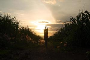Bauernfrau Silhouette, die in der Zuckerrohrplantage im Hintergrundsonnenuntergangsabend steht foto