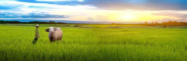 Bäuerin starrte Büffel und grüne Reissämlinge in einem Reisfeld mit schönem Himmel und Wolken an