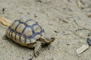 Baby Schildkröte Gehen auf Sand, schließen oben foto