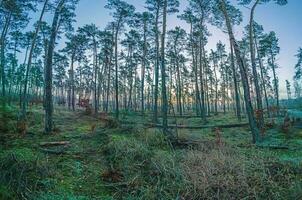 Bild von ein Wald beim Sonnenaufgang beim eisig Temperaturen foto