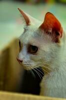 schließen oben von süß Weiß Katze Haustier mit verwischen Hintergrund foto