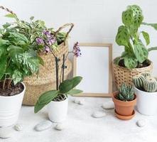 Raum mit vielen modernen Pflanzen gefüllt foto