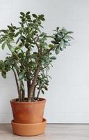 saftige Zimmerpflanze Crassula ovata foto