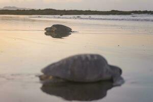 Schildkröten Verschachtelung während Sonnenaufgang beim ostional Strand im Costa Rica foto