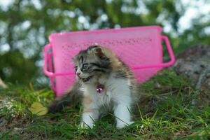 Katze links das Korb zum ein gehen im das Garten. foto