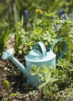 grüne Gießkanne im Garten zwischen Blumen foto