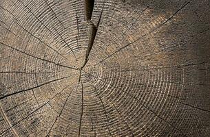 ein Schnitt von ein hölzern Strahl. organisch Textur von hölzern Ringe. schön natürlich Holz Hintergrund. foto