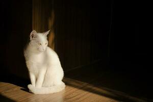 süß Weiß Katze Sonnenschein foto