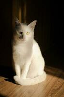 süß Weiß Katze Sonnenschein foto
