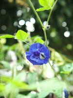 Schmetterling Erbse Blau Blume auf Bokeh Hintergrund Natur Pflanzen foto