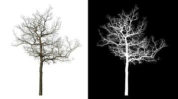 isoliert tot Baum mit Ausschnitt Pfad und Alpha Kanal auf schwarz Hintergrund. foto
