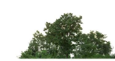 grüne Bäume isoliert auf weißem Hintergrund. sind Wald und Laub im Sommer sowohl für den Druck als auch für Webseiten mit Schnittpfad und Alphakanal foto