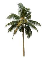 Kokosnuss Baum isoliert auf Weiß Hintergrund. foto