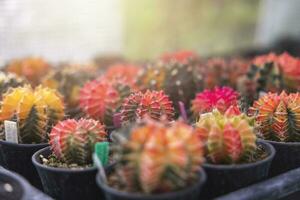 Nahansicht Gruppe von bunt Gymnocalycium mihanovichii Topf. Kaktus sind Beliebt mit Dornen und sind höchst beständig zu Trockenheit. Kaktus ist Beliebt Kaktus mit Dornen und ist höchst beständig zu Trockenheit. foto