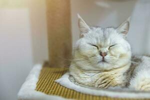 ein schön britisch Katze Rasse kurzes Haar, weich, Weiss, grau Haar im ein Licht Zimmer. suchen gegenüber Kamera. foto