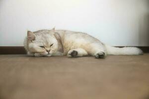 ein schön britisch Katze Rasse kurzes Haar, weich, Weiss, grau Haar im ein Licht Zimmer. suchen gegenüber Kamera. foto