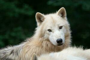 Arktis Wolf, Canis Lupus arctos, ebenfalls bekannt wie das Weiß Wolf oder Polar- Wolf foto