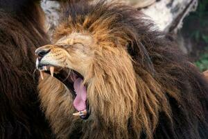 Gähnen Löwe mit sehr Scharf Zähne foto