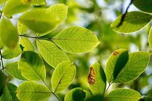 grüner Baum verlässt im Frühling foto