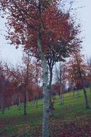 Treen mit roten Blättern in der Herbstsaison