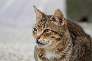 schönes streunendes Katzenporträt foto