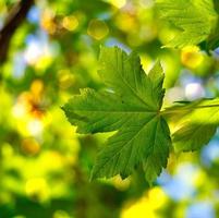 grüne Baumblätter in der Frühlingssaison