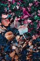 braune trockene Blätter auf dem Boden in der Herbstsaison