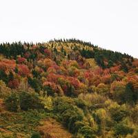 Bäume im Berg in der Herbstsaison foto