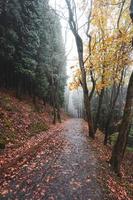 Straße im Wald in der Herbstsaison foto